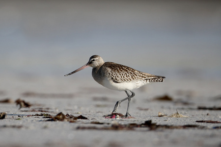 黑尾 godwit，利莫萨瑞斯利莫萨瑞斯