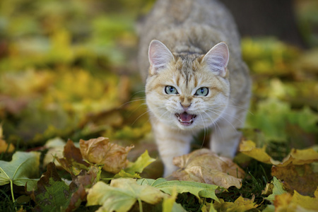 英国金色阴影的小猫喵喵的秋叶黄色背景