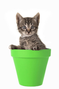 可爱的 5 周龄平纹宝贝猫在一个绿色的花盆