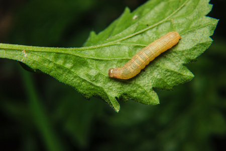 叶在花园里的毛毛虫蠕虫