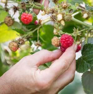手拽着山莓生长在花园里布什图片