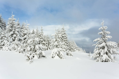 美丽的白雪覆盖的喀尔巴阡山
