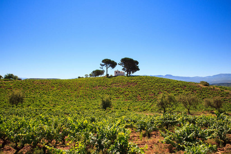 西班牙的农村的葡萄园的视图