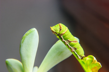 叶子上的毛毛虫图片