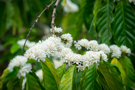 布什在开花咖啡树开花以白色在分支照片