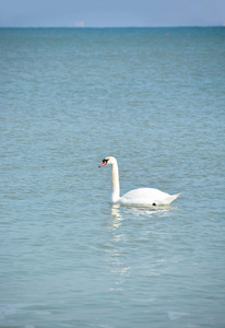 白色美丽的天鹅在黑海游泳
