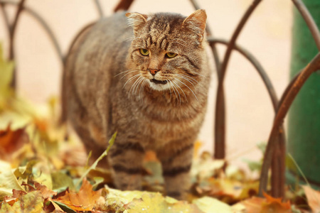 老猫在秋天树叶在户外