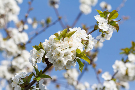 樱桃树的树枝在春天开花的时期, 在模糊的蓝天背景下。选择性聚焦
