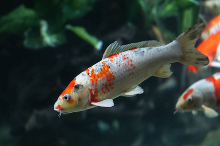 在湖中游泳的鲤鱼图片