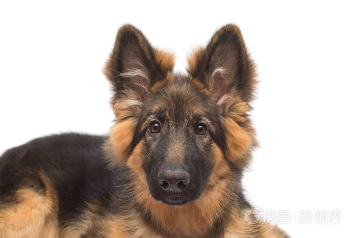 毛茸茸的德国牧羊犬在白色背景下被隔离.小狗是美丽的, 有趣和周到.