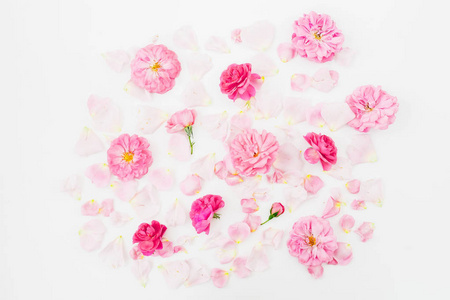 白色背景圆形粉红色玫瑰花的组合