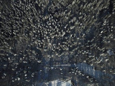 空中, 无人驾驶的雪覆盖着常青树的圣诞树森林景观