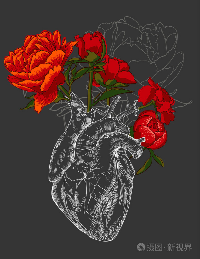 绘制人类心脏与花插画-正版商用图片0fxc3q-摄图新视界