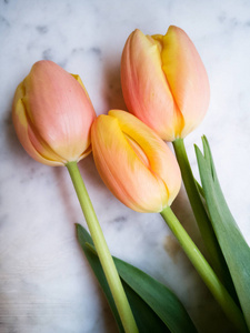 三郁金香在大理石三鲜黄色郁金香三个说谎郁金香三朵黄色的郁金香古色