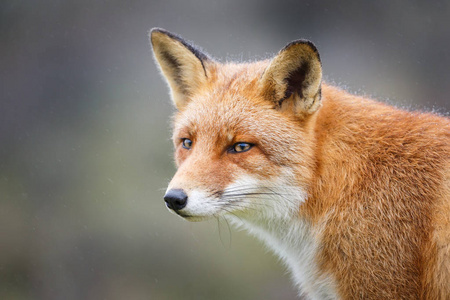 一只红狐狸的肖像图片