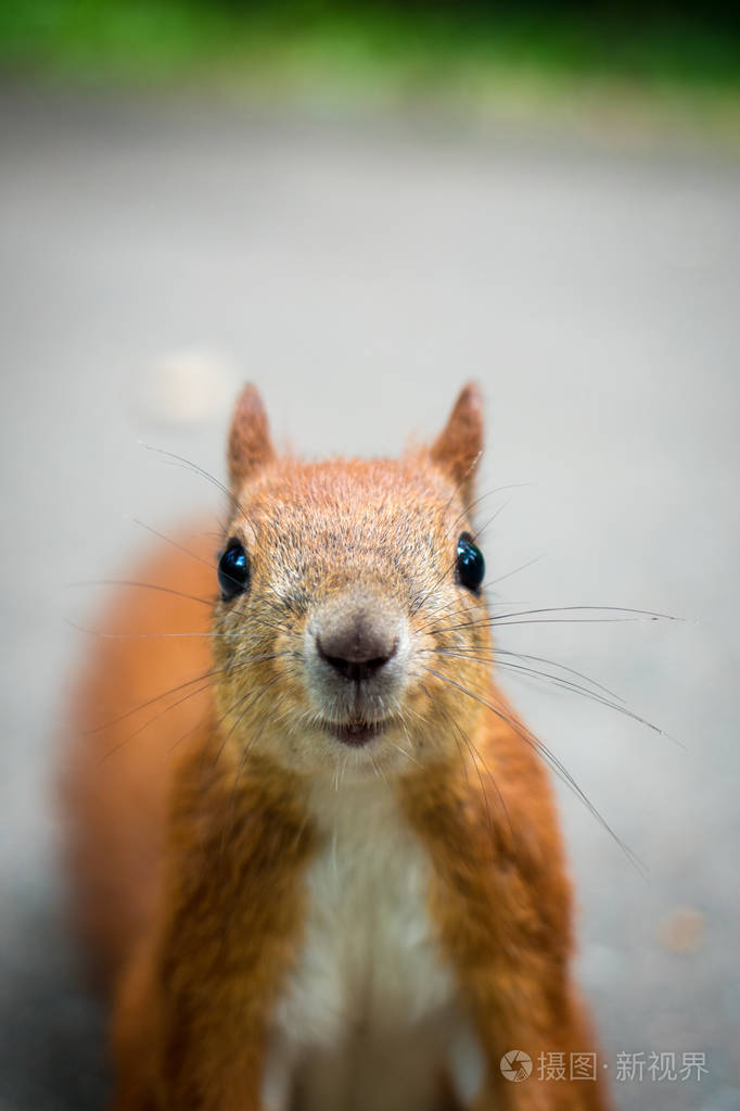 惊讶的松鼠看着镜头