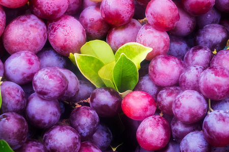紫葡萄图片