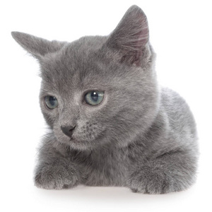 小灰色短毛猫小猫图片