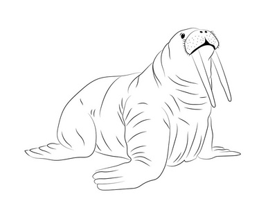 海象绘图图片-海象绘图素材-海象绘图插画-摄图新视界