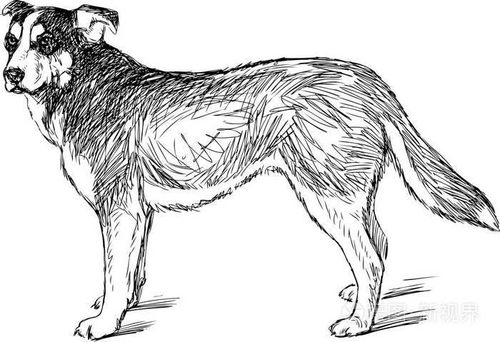 看狗素描