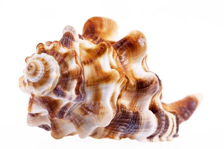 马海螺孤立在白色背景上的单一海贝壳