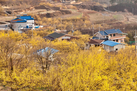韩国山茱萸村