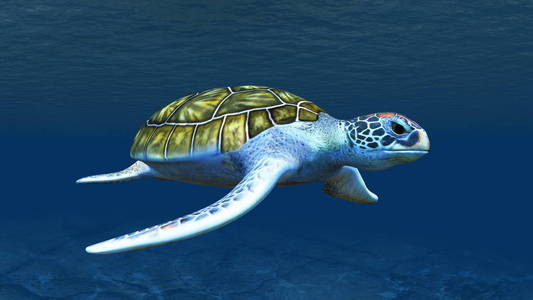 海龟3d 海洋 trutle Cg 渲染
