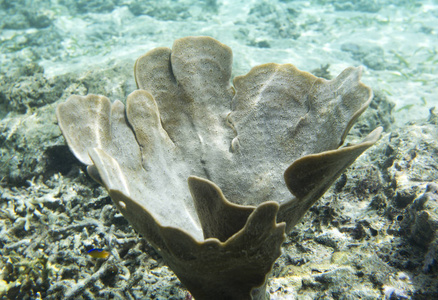珊瑚在 Togian 岛