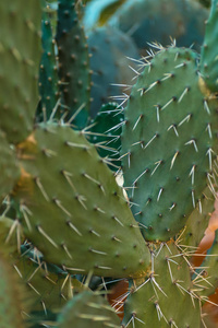 植物园植物 gardenctus 中的 cacactus