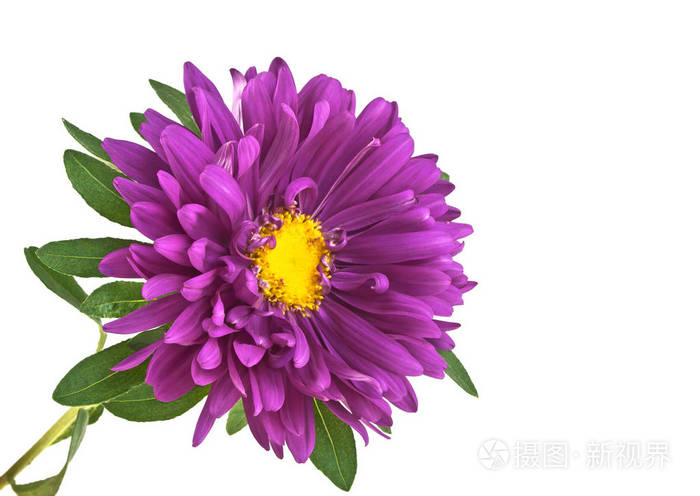 紫翠菊孤立在白色背景上的特写