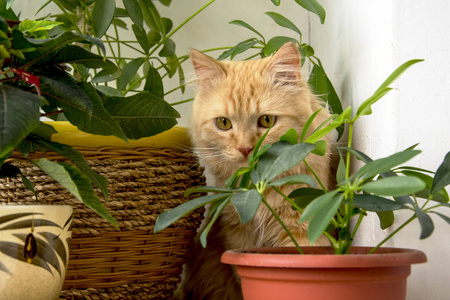 在花盆里的猫图片 在花盆里的猫素材 在花盆里的猫插画 摄图新视界 在花盆里的猫图片 在花盆里的猫素材 在花盆里的猫插画 摄图新视界