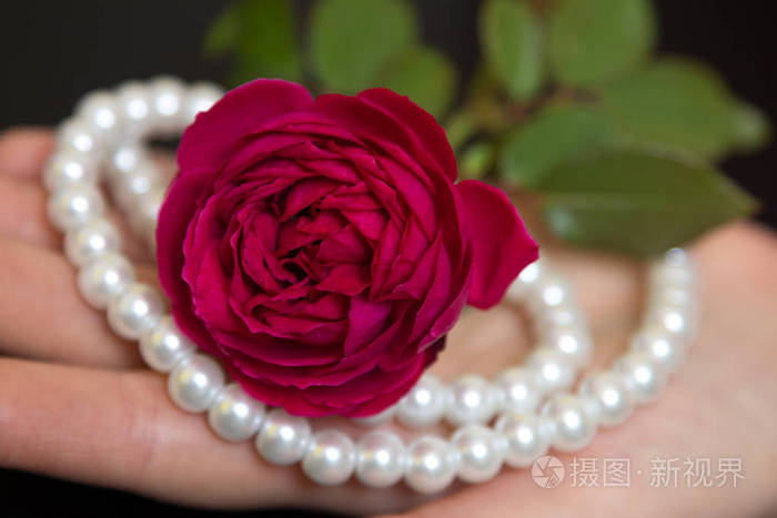 美丽的红玫瑰,在女性手中的珍珠