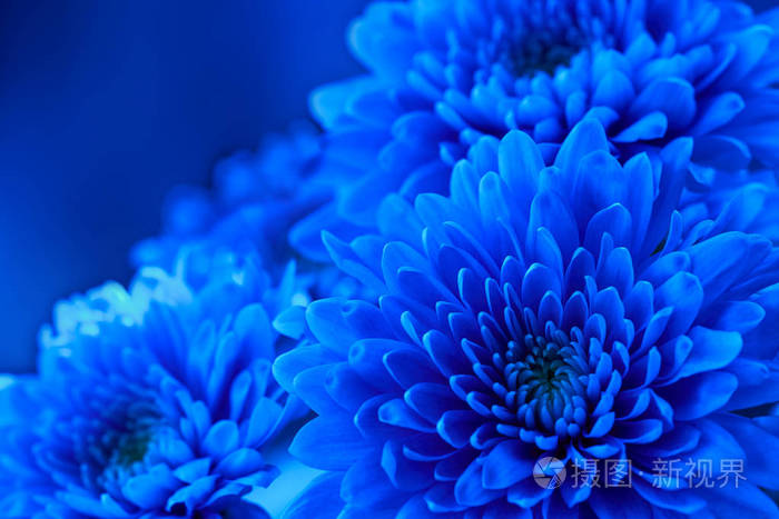 花菊花的蓝色花背景 用于写入文本的空白空间 假日贺卡模板 设计元素照片 正版商用图片0fxt4k 摄图新视界