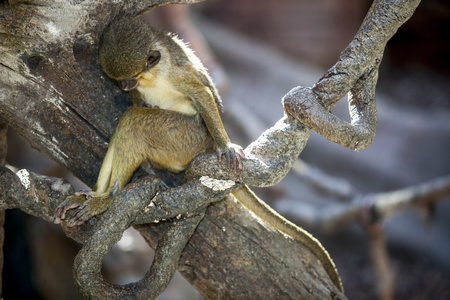 睡觉的小北部 talapoin