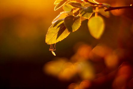 秋林叶上阳光下的蚊子图片