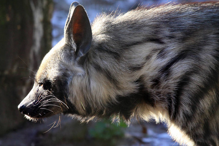 条纹鬣狗鬣鬣