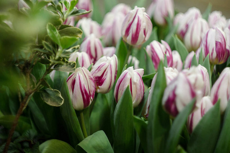 美丽郁金香花束