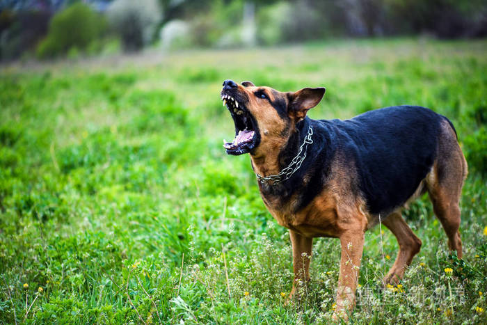 愤怒的狗在绿色的草