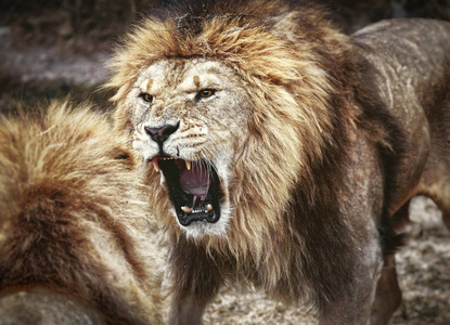 冲突哺乳动物图片