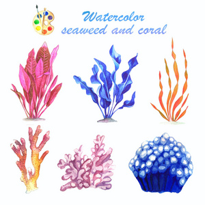 白色背景的海藻和珊瑚水彩图像