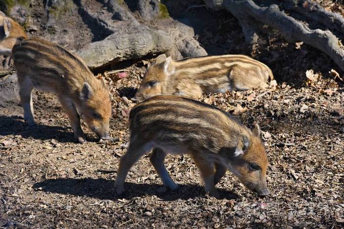 野猪.动物在森林里