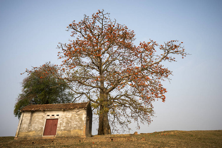木棉树越南风景.木棉木棉树或红绸花与农村堤防古庙照片