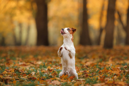 杰克罗素梗犬狗用树叶。金黄色和红色的颜色，在公园散步