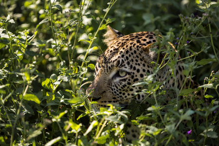 隐藏在树丛中，坦桑尼亚的塞伦盖蒂，豹