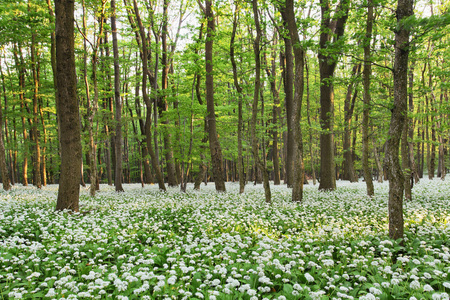 森林景观与地板被绿色野生 g 毯子盖