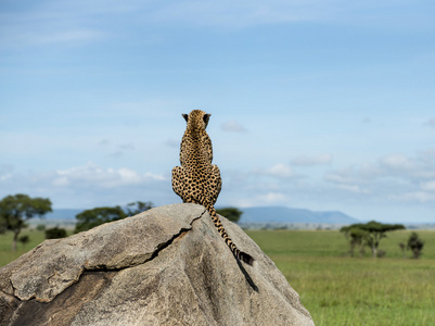 坐在一块岩石上，看着别处，坦桑尼亚的塞伦盖蒂，猎豹