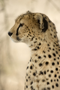 特写镜头的猎豹，坦桑尼亚的塞伦盖蒂