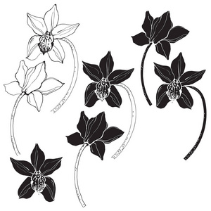 兰花. 矢量插图, 用于设计的分离花卉元素
