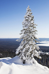 Zyuratkul，冬季景观。雪覆盖寂寞云杉