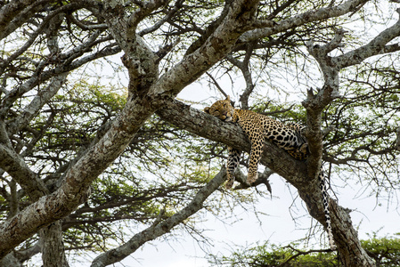 豹子上的分支，坦桑尼亚的塞伦盖蒂休息